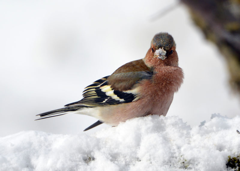 Fringuello, Fringilla coelebs